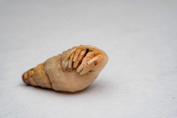 Land hermit crabs, Coenobita, hermit crabs