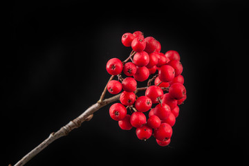 autumn coloring and crane fruit. Sorbus aucuparia
