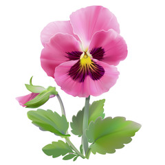 Pansy flower.
Hand drawn vector illustration of a garden variety of Viola tricolor on transparent background, realistic style.