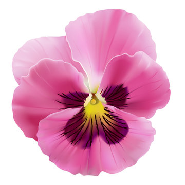 Pansy flower.
Hand drawn vector illustration of a garden variety of Viola tricolor on transparent background, realistic style.