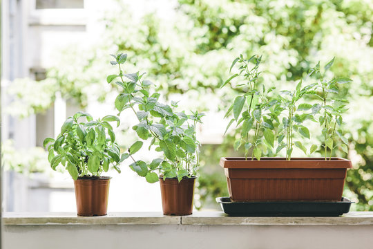 Growing peppermint, basil and chili peppers on the balcony