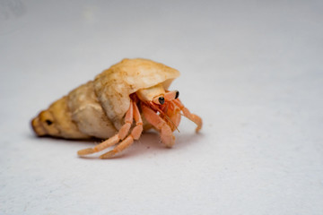 Land hermit crabs, Coenobita, hermit crabs