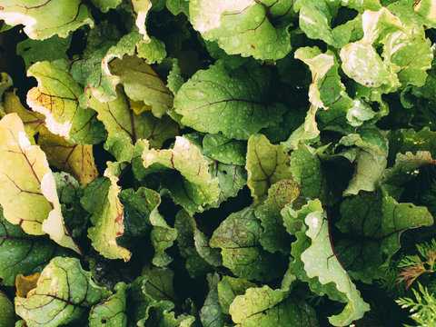 Close up of wet lettuce