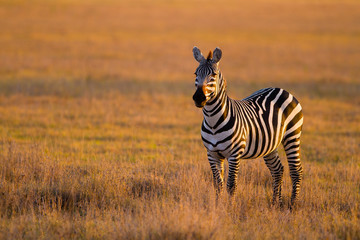 Zebra in Serengeti National park - Tanzania
