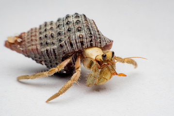Land hermit crabs, Coenobita, hermit crabs