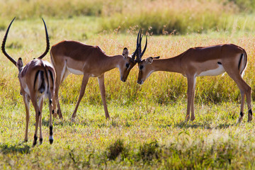 fighting antelope in Serengeti National park - Tanzania