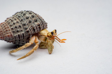 Land hermit crabs, Coenobita, hermit crabs