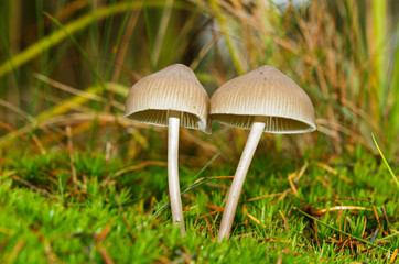Two small mushrooms, probably Milking bonnets, in moss