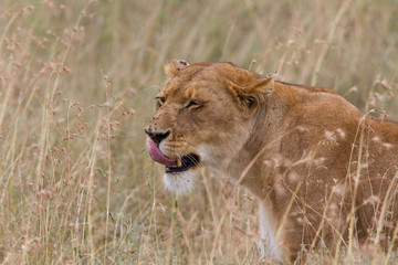 Lion in Serengeti National park - Tanzania