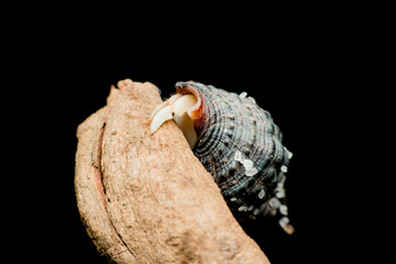 Land hermit crabs, Coenobita, hermit crabs