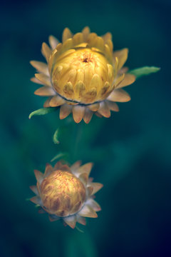 Strawflowers