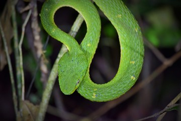 rainforest venomous snake