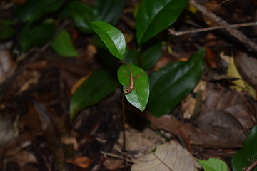 rainforest lizard