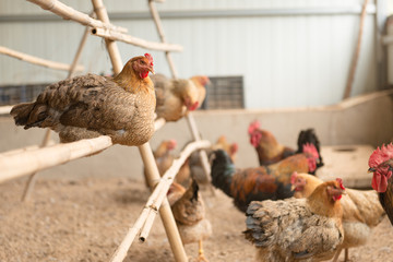 Free range (uncaged) chickens in a chicken house.