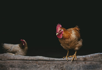 Chinese yellow chicken in a village