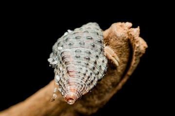 Land hermit crabs, Coenobita, hermit crabs