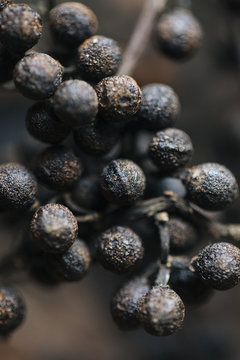 Himalayan spice known as Timur/Tejpal/Sichuan pepper