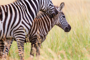 Fototapeta na wymiar Zebras in Serengeti National park - Tanzania