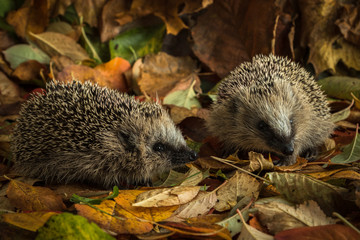 two young hedgehogs in autumn leaves
