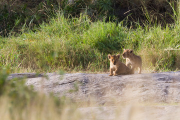 Obraz na płótnie Canvas Lion cub in Serengeti National park - Tanzania