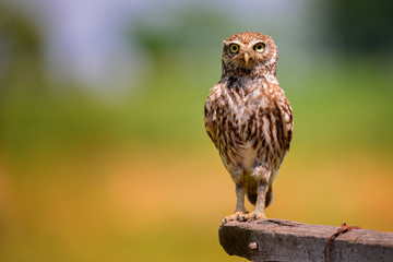 Owl