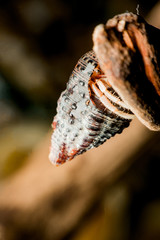 Land hermit crabs, Coenobita, hermit crabs