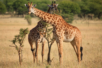 Naklejka na ściany i meble Giraffe in Serengeti National Park - Tanzania