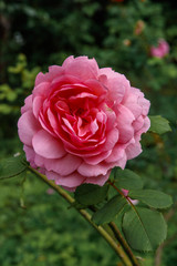Rose Gertrude Jekyll, Varenna, Villa Monestero