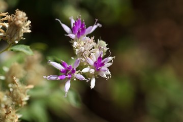 Fototapeta premium Flower of a succulent plant in Ethiopia
