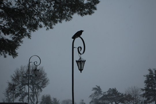 karga