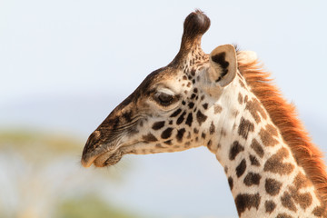 Fototapeta premium Giraffe in Serengeti National Park - Tanzania