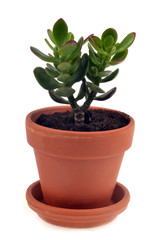 La crassula en pot