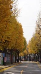 Naklejka premium autumn street