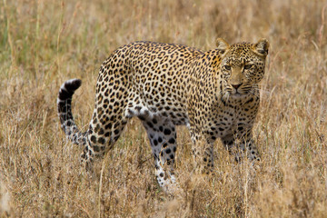 Fototapeta na wymiar Walking Leopard in Serengeti National park - Tanzania