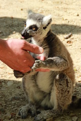 Fototapeta premium Katta