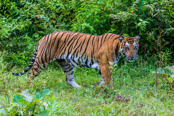 Fototapeta na wymiar Tiger in the green indian jungle