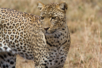  Walking Leopard in Serengeti National park - Tanzania