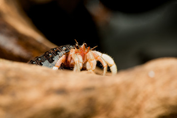 Land hermit crabs, Coenobita, hermit crabs