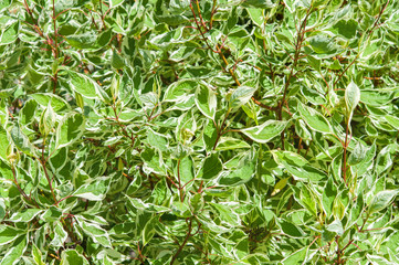 Red-white dogwood. Background of variegated leaves of the tree.