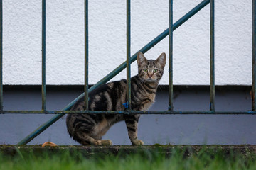 Katze hinter Gitter