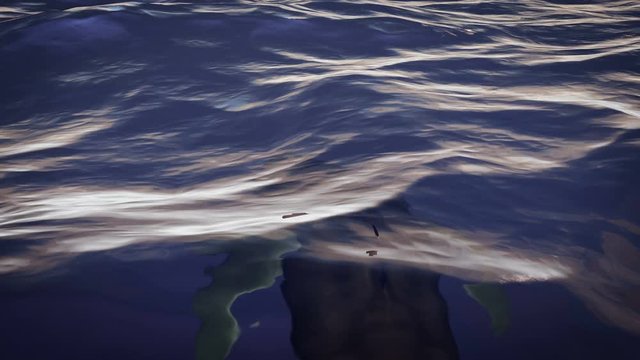 Exciting 3d rendering of a white and black shark swimming forward fast. It yaws and pitches while hunting for her prey in the dark blue waves of the open ocean. It looks great