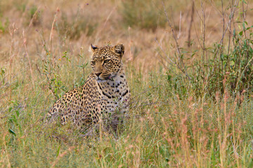  Walking Leopard in Serengeti National park - Tanzania