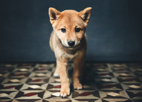 Adorable shiba inu puppy