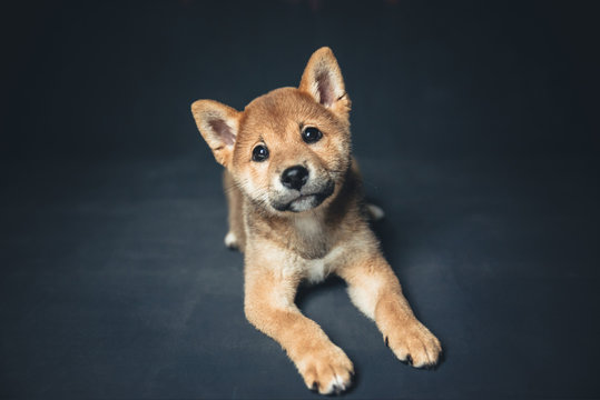 Adorable shiba inu puppy