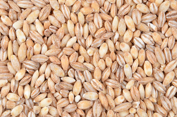 Barley grits, close up