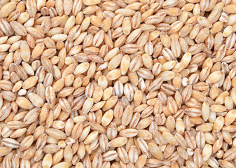 Barley grits, close up