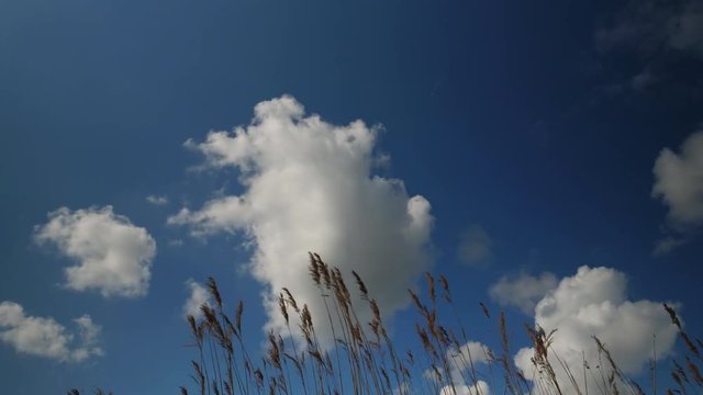 Reed and clouds on spring day, time lapse.