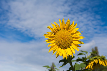 Sonnenblume