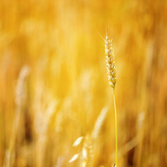 Ear of golden wheat close up on blurred yellow background in field.