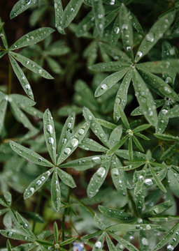 Water droplets on lupin plant leaves